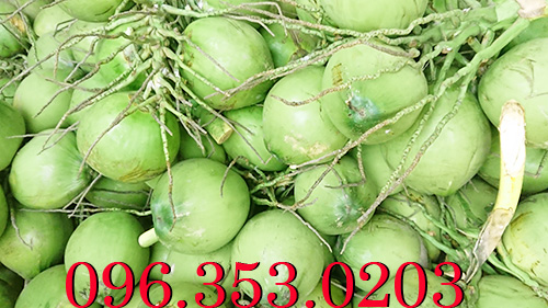 Chợ đầu mối bán dừa tươi - Ở đâu nhiều dừa tươi nhất Việt Nam?